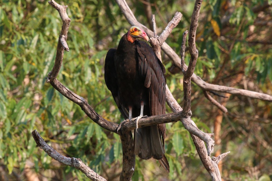 Lesser yellow-headed vulture (Cathartes burrovianus)