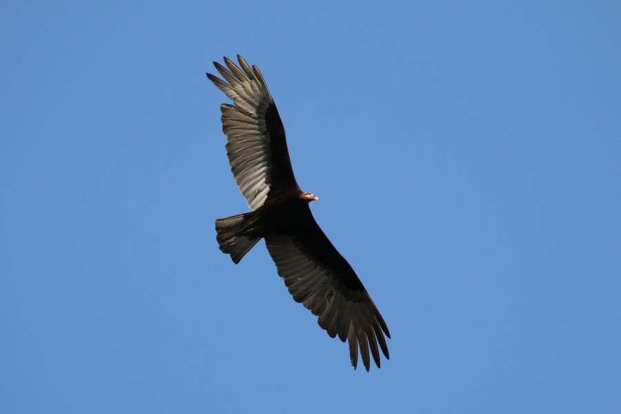 Lesser yellow-headed vulture (Cathartes burrovianus) in flight