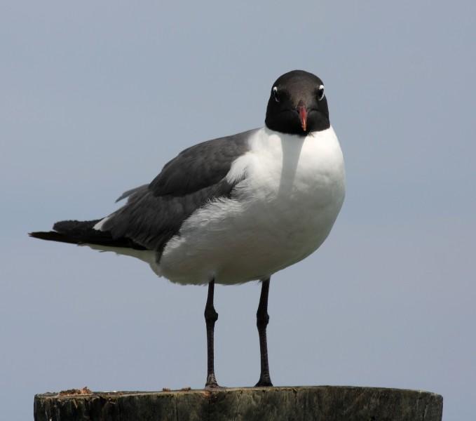 Leucophaeus atricilla stare