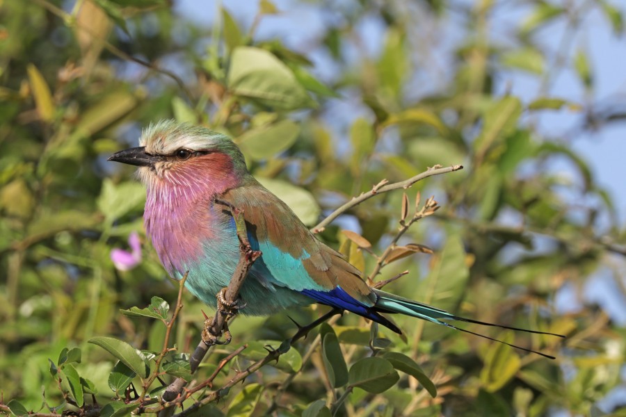 Lilac-breasted roller (Coracias caudatus caudatus) Botswana