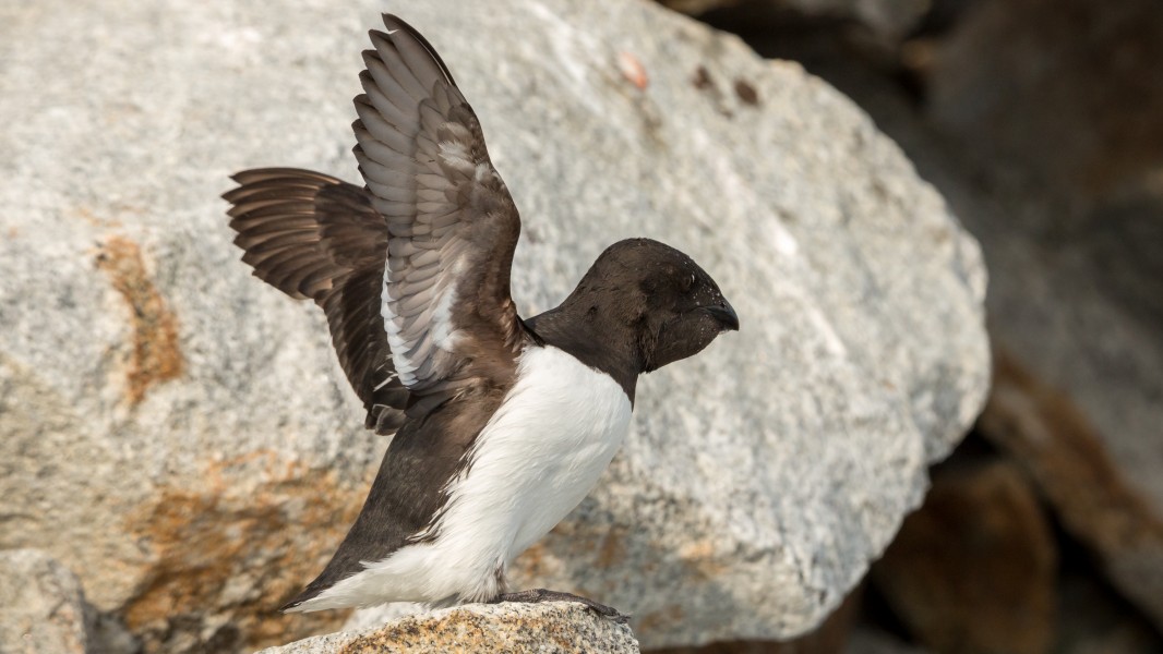 Little Auk (Alle alle), Fuglesangen, Svalbard