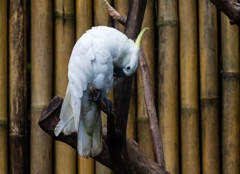 Little corella (Cacatua sanguinea), Gembira Loka Zoo, Yogyakarta, 2015-03-15 03