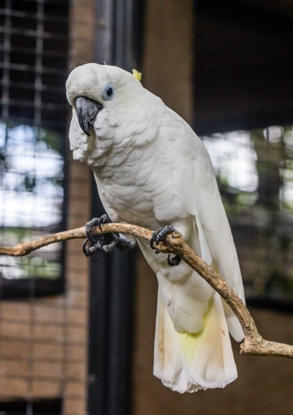 Little corella (Cacatua sanguinea), Gembira Loka Zoo, Yogyakarta, 2015-03-15 04