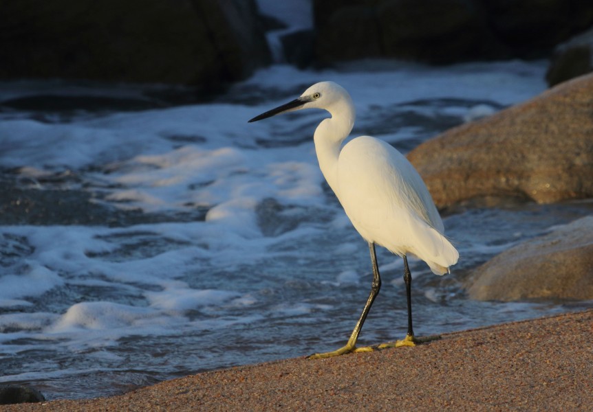 Little egret 2017 07 14 2113