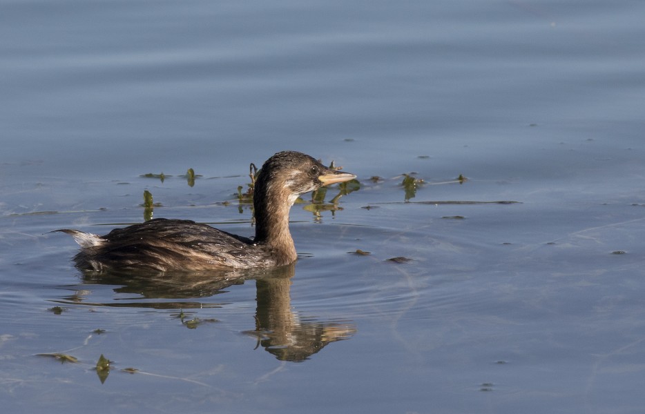 Little Grebe - Tachybaptus ruficollis 10