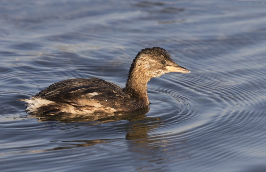 Little Grebe - Tachybaptus ruficollis 15-2