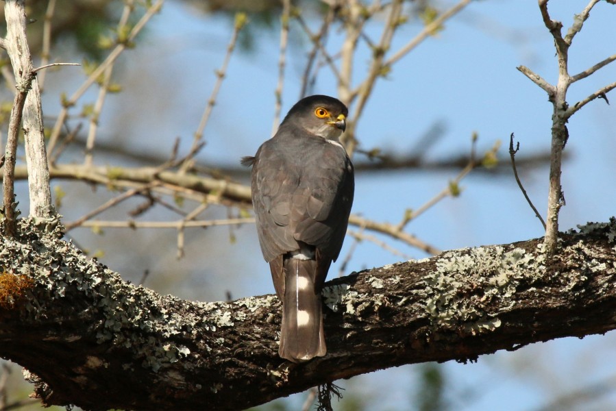 Little sparrowhawk (Accipiter minullus) 02