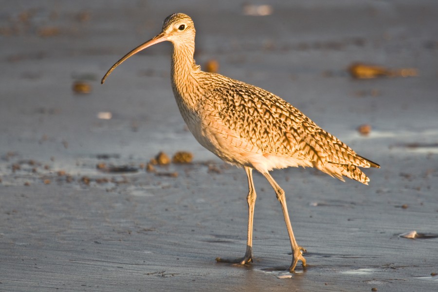 Long-billed Curlew, Morro Strand State Beach4