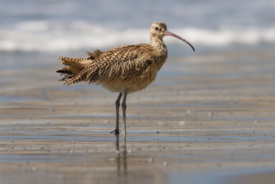 Long-billed curlew at Drakes Beach, Point Reyes