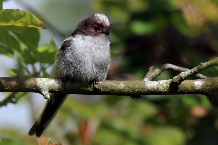 Long-tailed tit (Aegithalos caudatus) juvenile