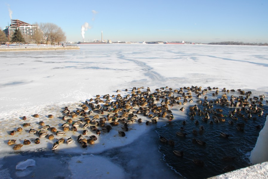 Loons enjoying warmth of flowing water (11740384205)
