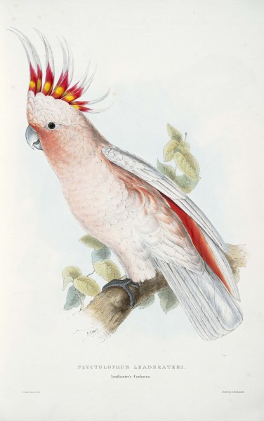 Lophochroa leadbeateri -Plyctolophus leadbeateri Leadbeater's Cockatoo -by Edward Lear 1812-1888