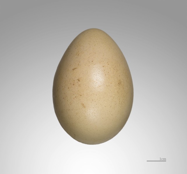 Lophura nycthemera MHNT