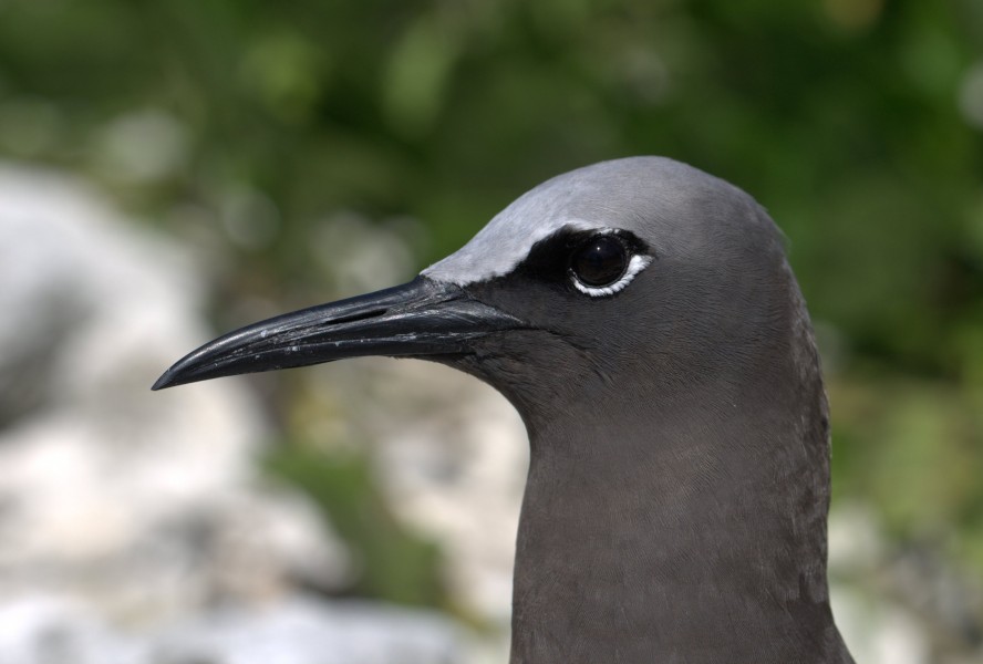 Lord Howe Island - Noddy portrait