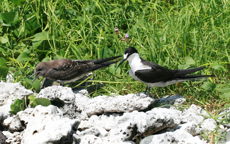 Lord Howe Island - Sooty Tern juvenile and parent