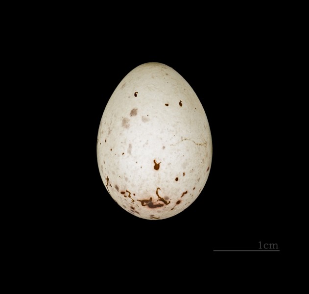 Loxia pytyopsittacus MHNT.ZOO.2010.11.220 Laponie HdeB