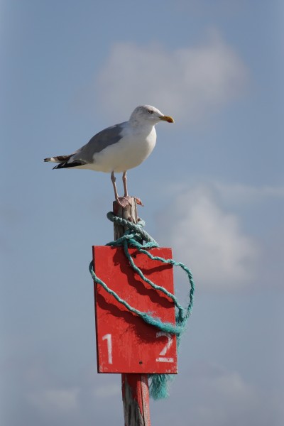 Lsg amrum möwe kniepsand