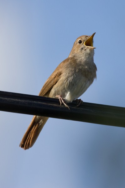 Luscinia megarhynchos - 01