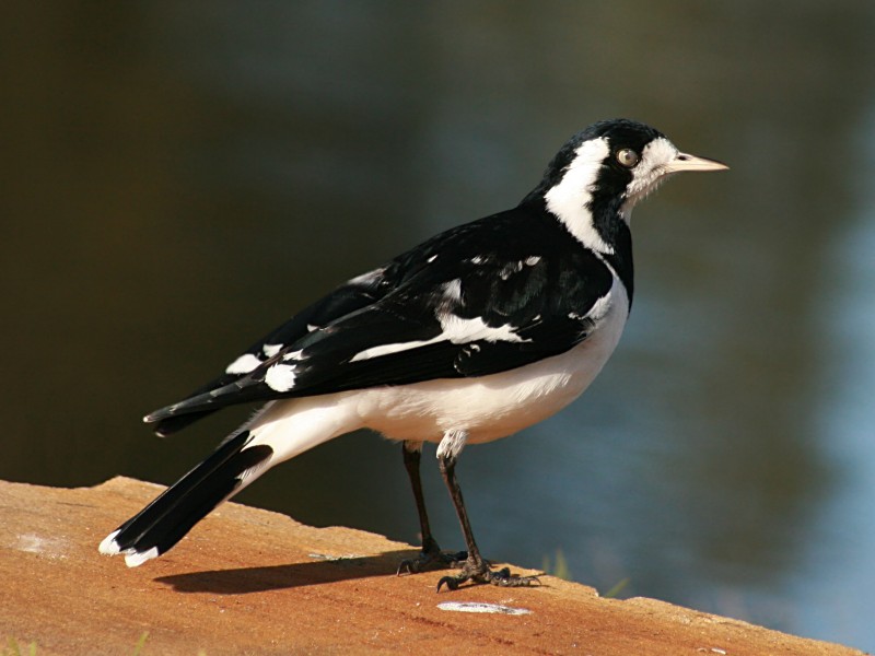 Magpie Lark female
