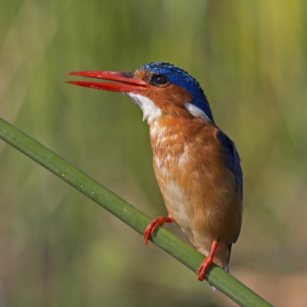 Malachite kingfisher (Corythornis cristatus)