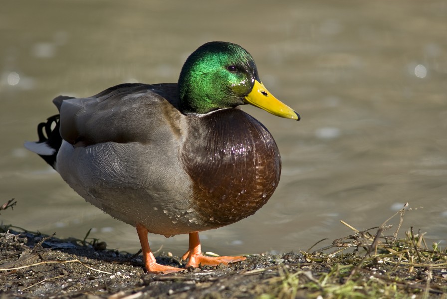 Male mallard duck 2