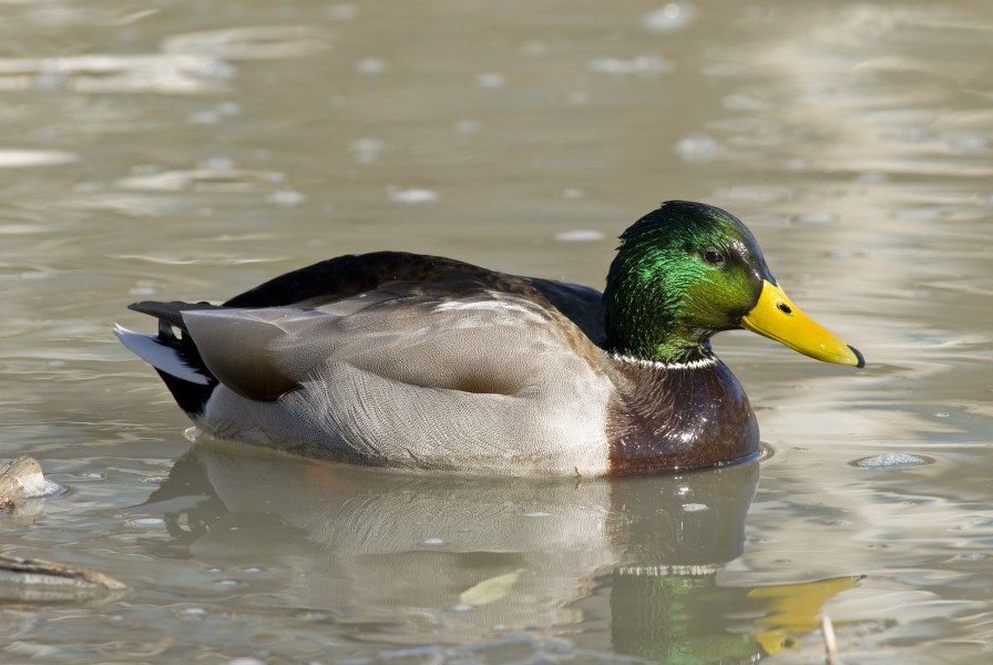 Male mallard duck 3