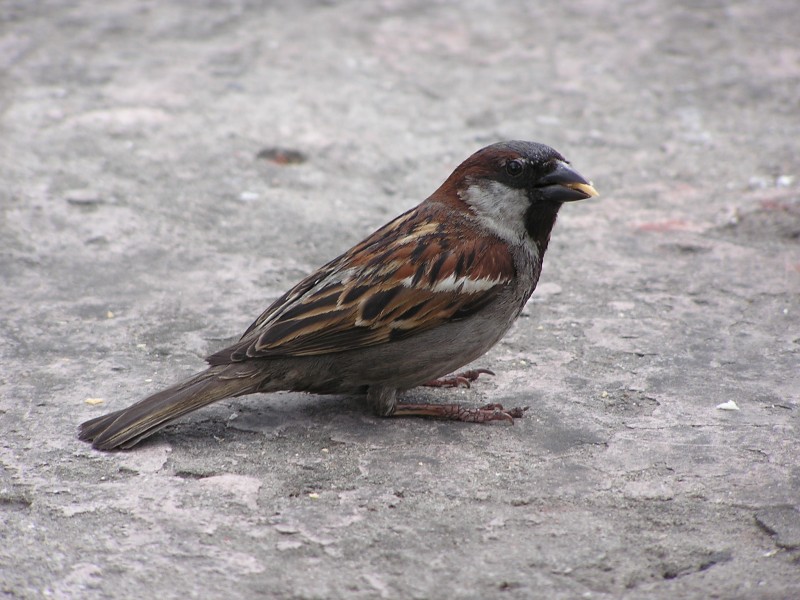 Male passer domesticus in Donetsk