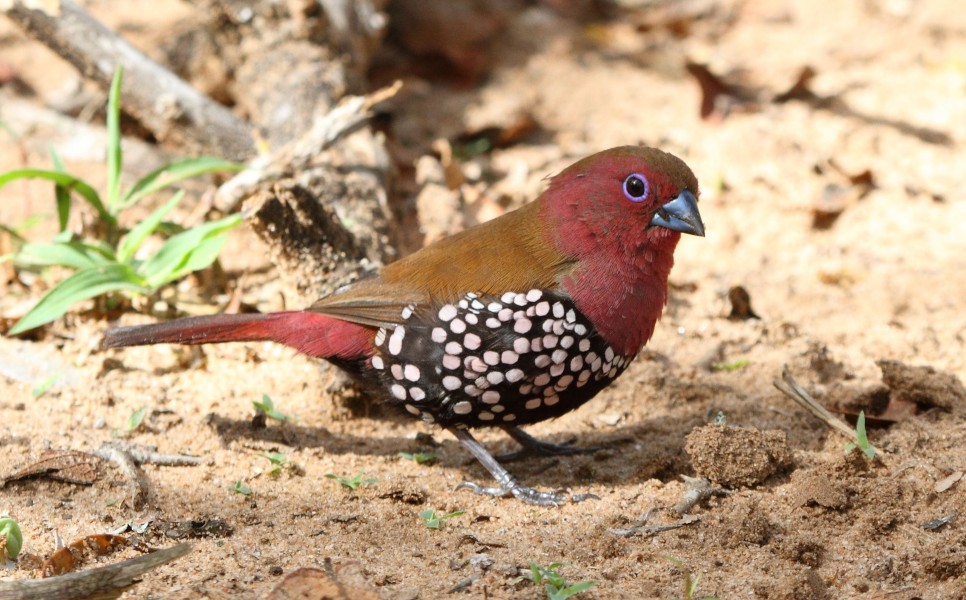 Male pink-throated twinspot 2014 10 19 0374