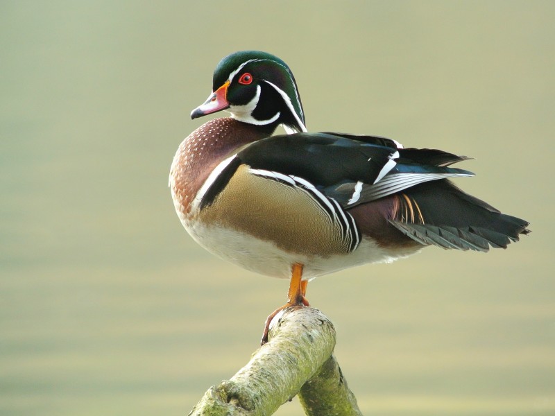 Male Wood Duck (Aix sponsa), Parc du Rouge-Cloître, Brussels (6973269405)
