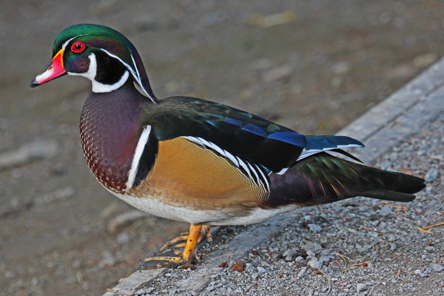 Male Wood Duck, Reifel Refuge, British Columbia - 6291671882