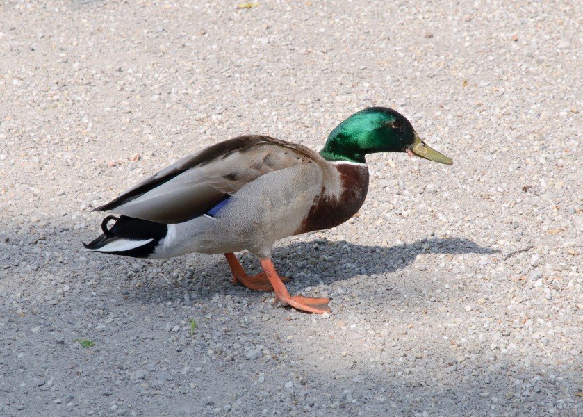 Mallard - Anas platyrhynchos