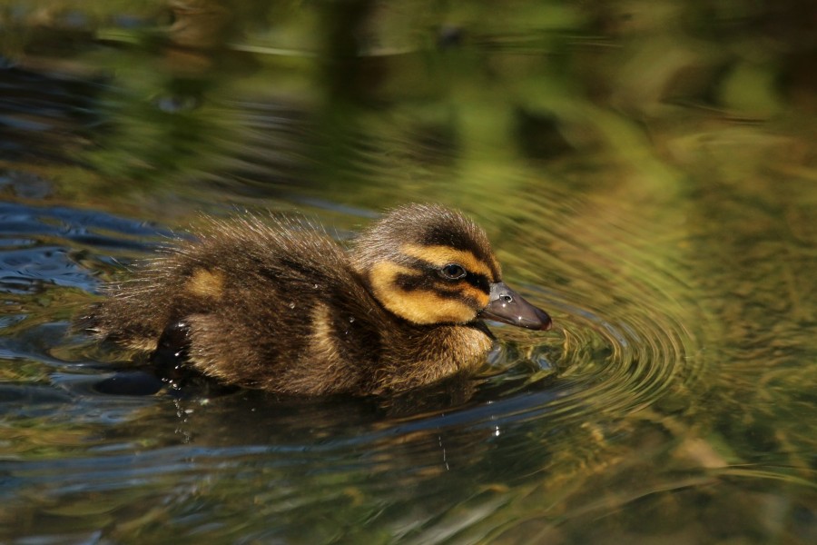 Mallard (Anas platyrhynchos) chick
