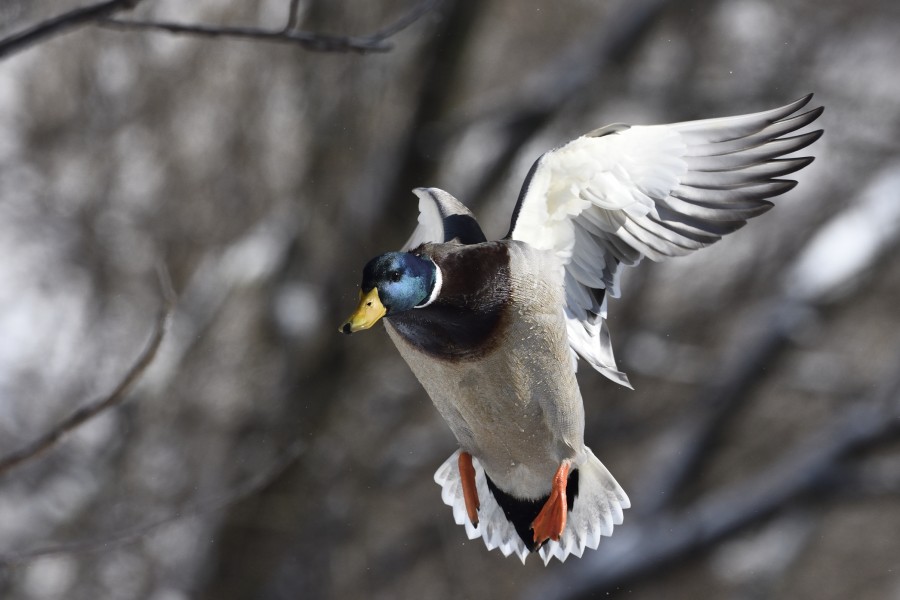 Mallard drake in approach