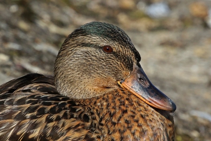 Mallard duck (Anas platyrhynchos) young adult male portrait 2