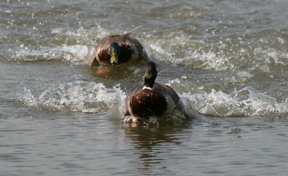 Mallard Duck Male Chase (17432)-Relic38
