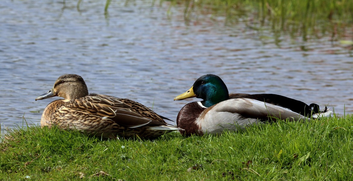 Mallards (Anas platyrhynchos), Wolvercote Lakes