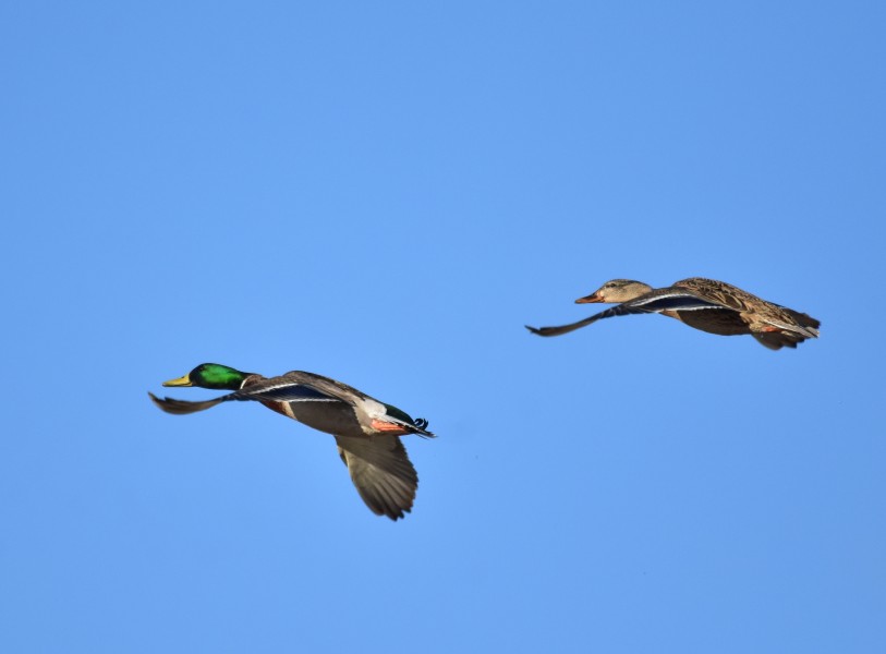 Mallards on Seedskadee National Wildlife Refuge (39289979740)