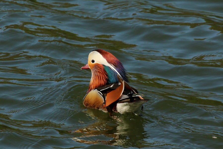 Mandarin duck (Aix galericulata) male 1