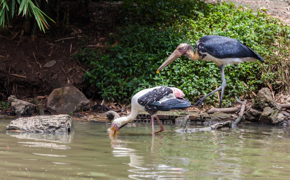 Marabú menor (Leptoptilos javanicus), Zoo de Ciudad Ho Chi Minh, Vietnam, 2013-08-14, DD 02