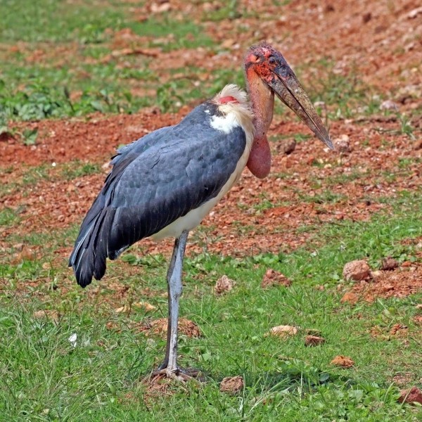 Marabou stork (Leptoptilos crumenifer)