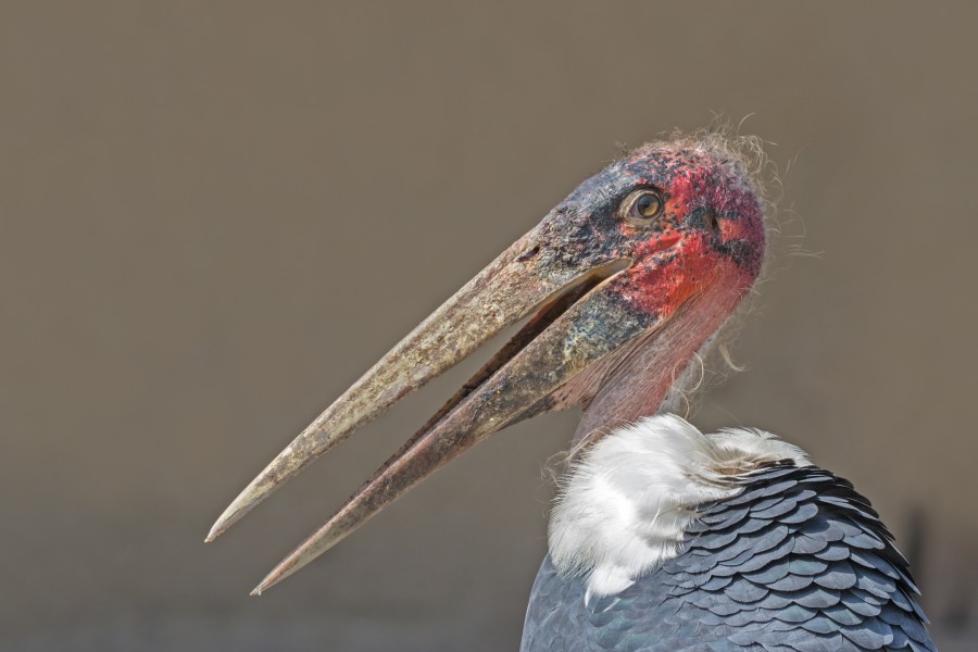 Marabou stork (Leptoptilos crumenifer) head