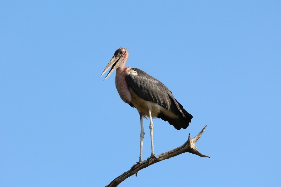 Marabou stork in Chobe National Park 01