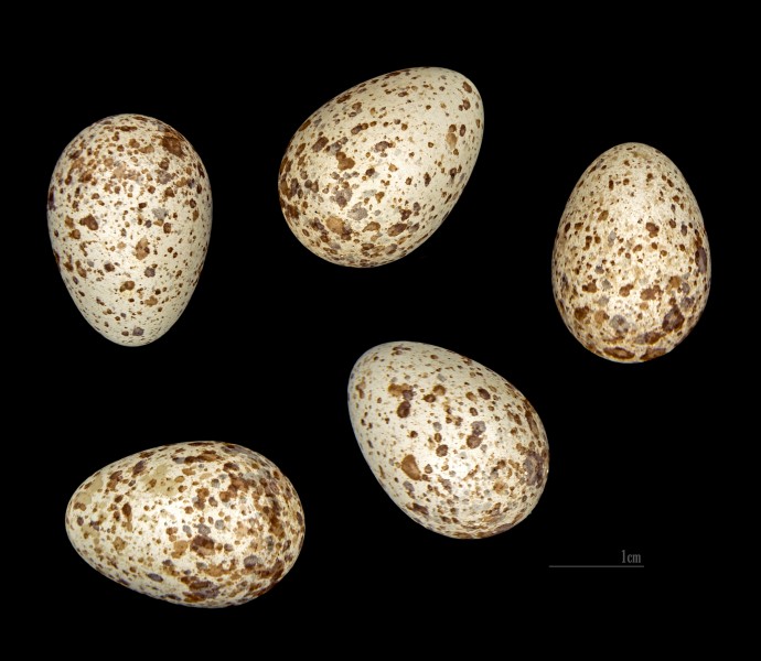 Melanocorypha calandra MHNT 232 Moulares Tunisie