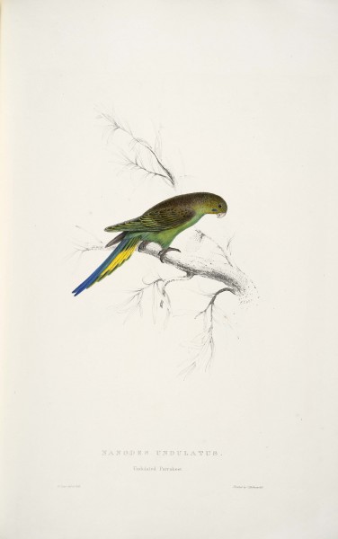 Melopsittacus undulatus -Nanodes undulatus Undulated parrakeet -by Edward Lear 1812-1888
