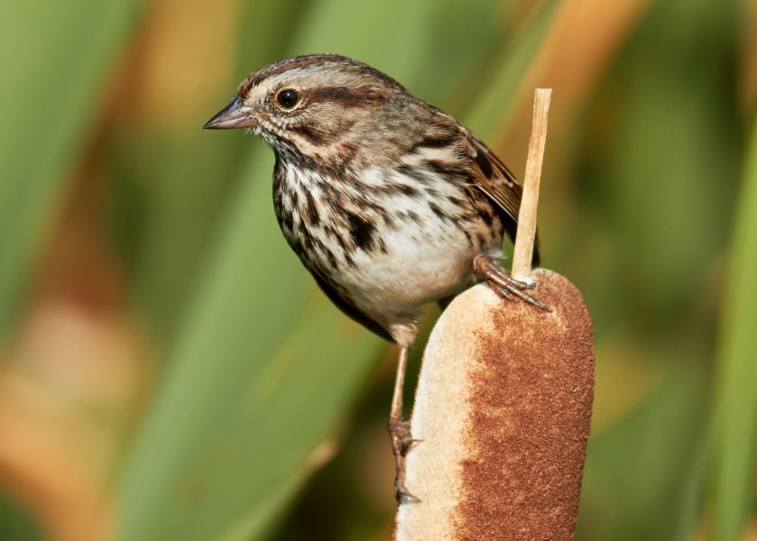 Melospiza melodia at Las Gallinas Wildlife Ponds
