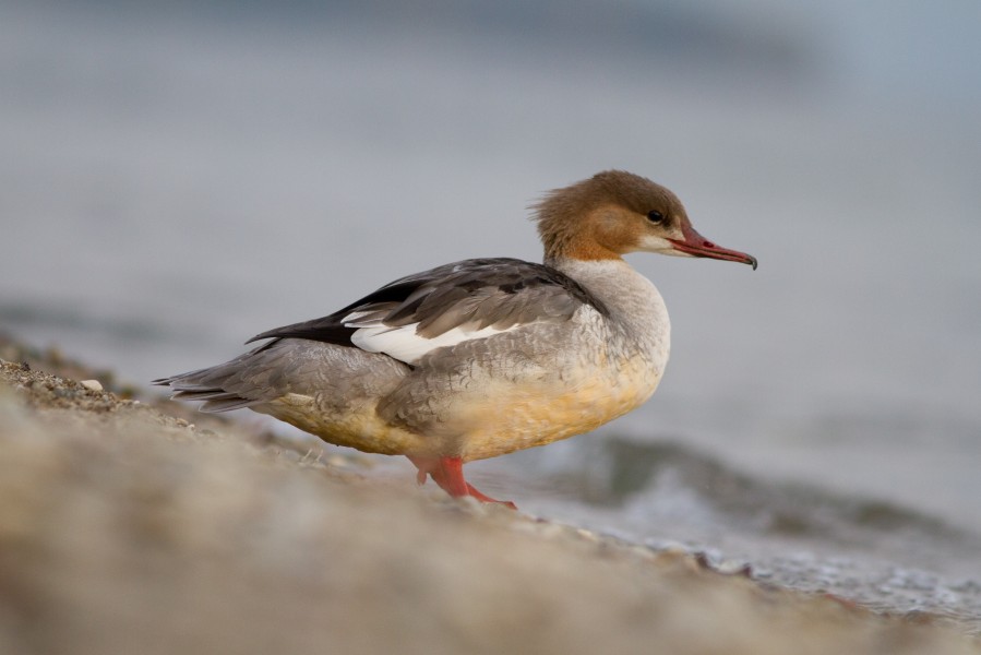 Mergus merganser fem