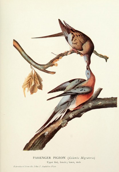 Mershon's The Passenger Pigeon (Audubon plate)