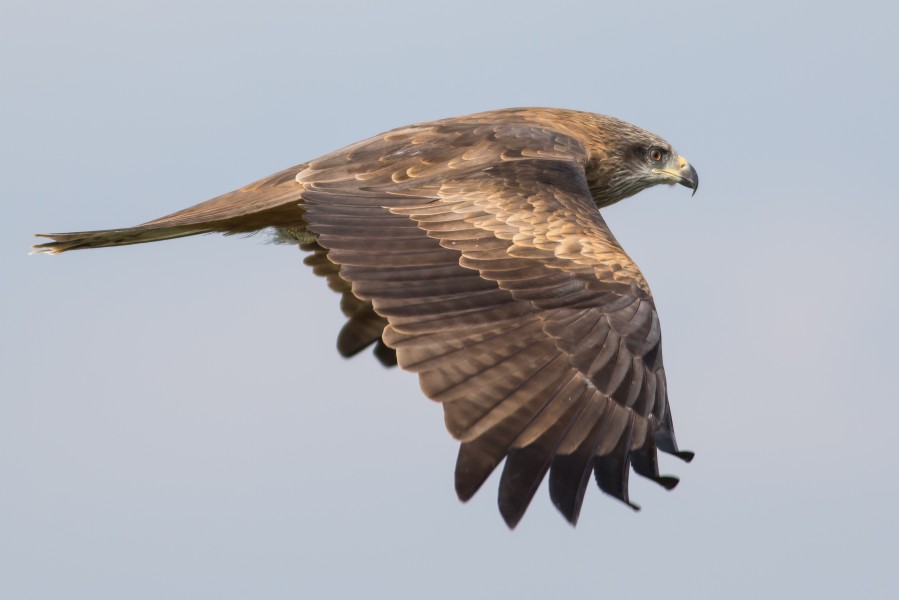 Milvus migrans, Israel