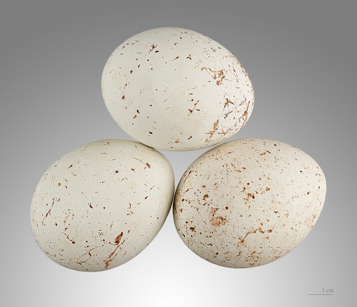 Milvus migrans MHNT.ZOO.2006.11.86