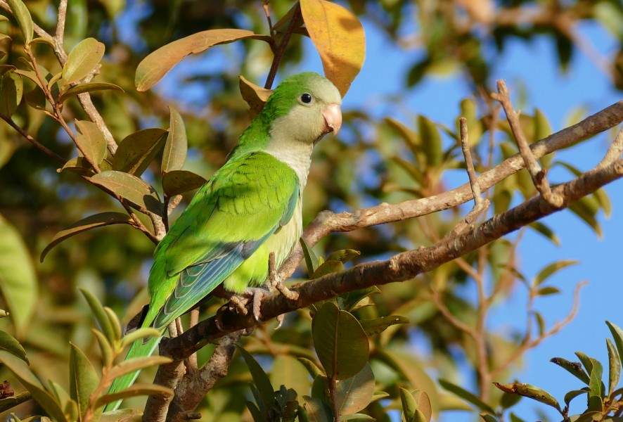 Monk Parakeet (Myiopsitta monachus) (28055658532)